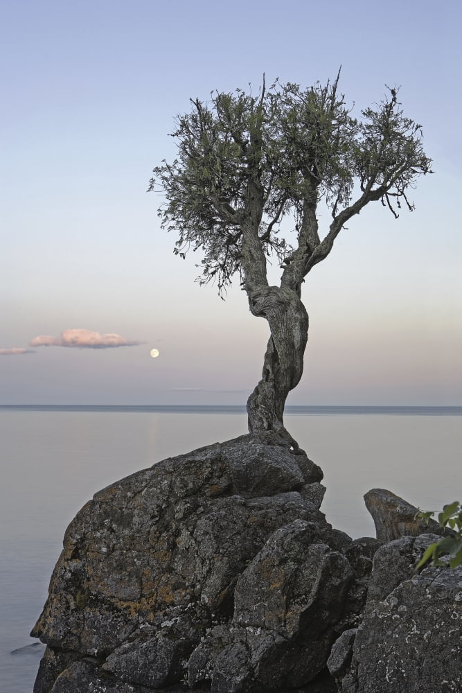 A Lone Tree On Lake Superior Grand Portage Minnesota United States Of America Canvas Art - Susan Dykstra Design Pics (24 x 38)