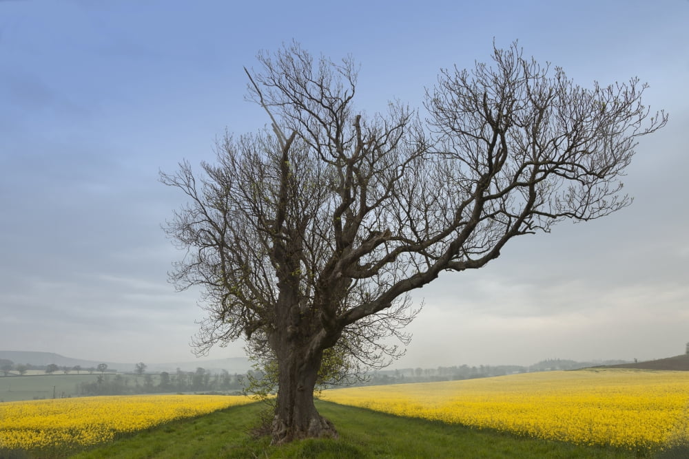 A Lone Tree On The Edge Of A Yellow Field Northumberland England Canvas Art - John Short Design Pics (19 x 12)