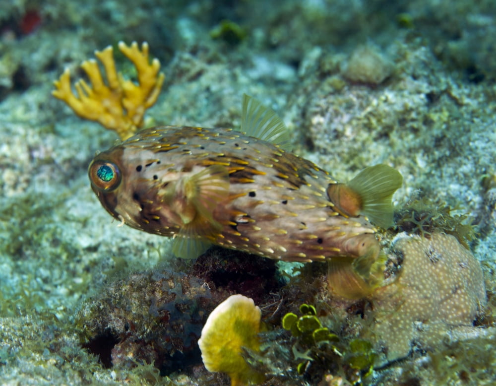 A Long-Spined Porcupinefish Key Largo Florida Canvas Art - Michael WoodStocktrek Images (33 x 25)