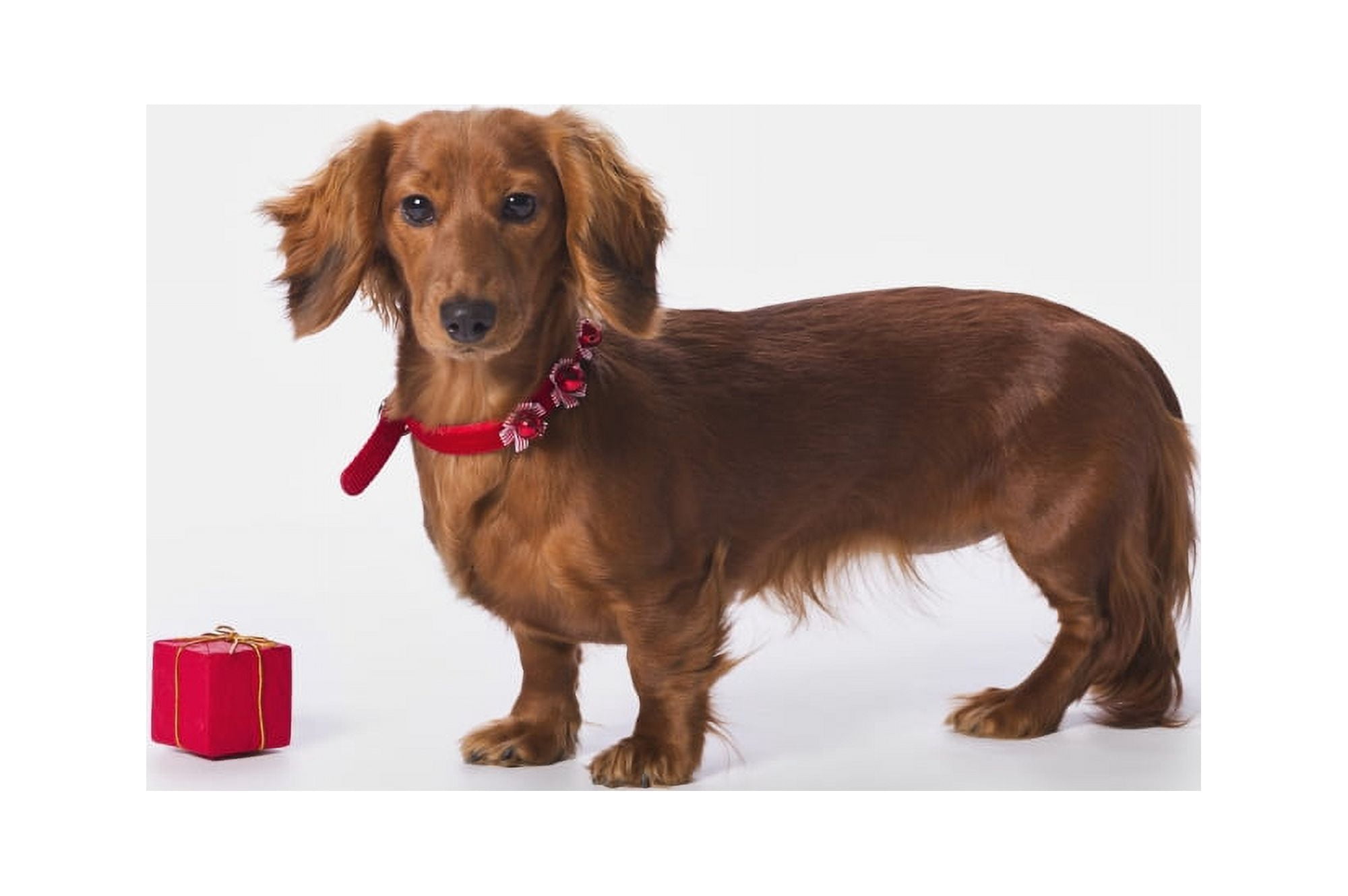 A Longhair Red Dachshund With A Small Red Box At Christmas St Alberta Alberta Canada Canvas Art - Corey Hochachka Design Pics (38 x 24)