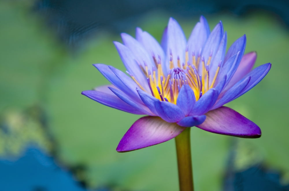 A Lotus Flower (Nelumbo Nucifera) Chiang Mai Thailand Canvas Art - Stuart Corlett Design Pics (19 x 12)