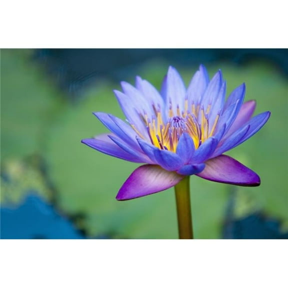 A Lotus Flower Nelumbo Nucifera - Chiang Mai - Thailand Poster Print