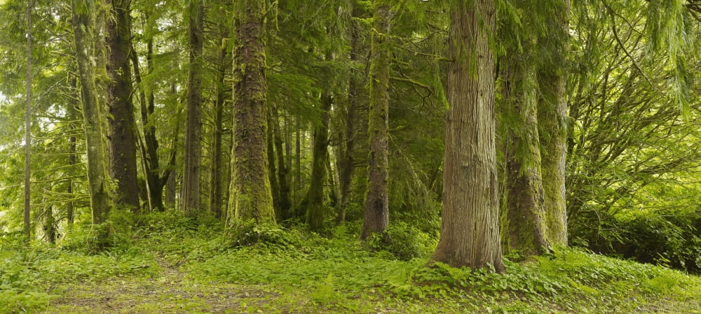 A Lush Forest Tofino British Columbia Canada Canvas Art - Ian Grant Design Pics (23 x 10)