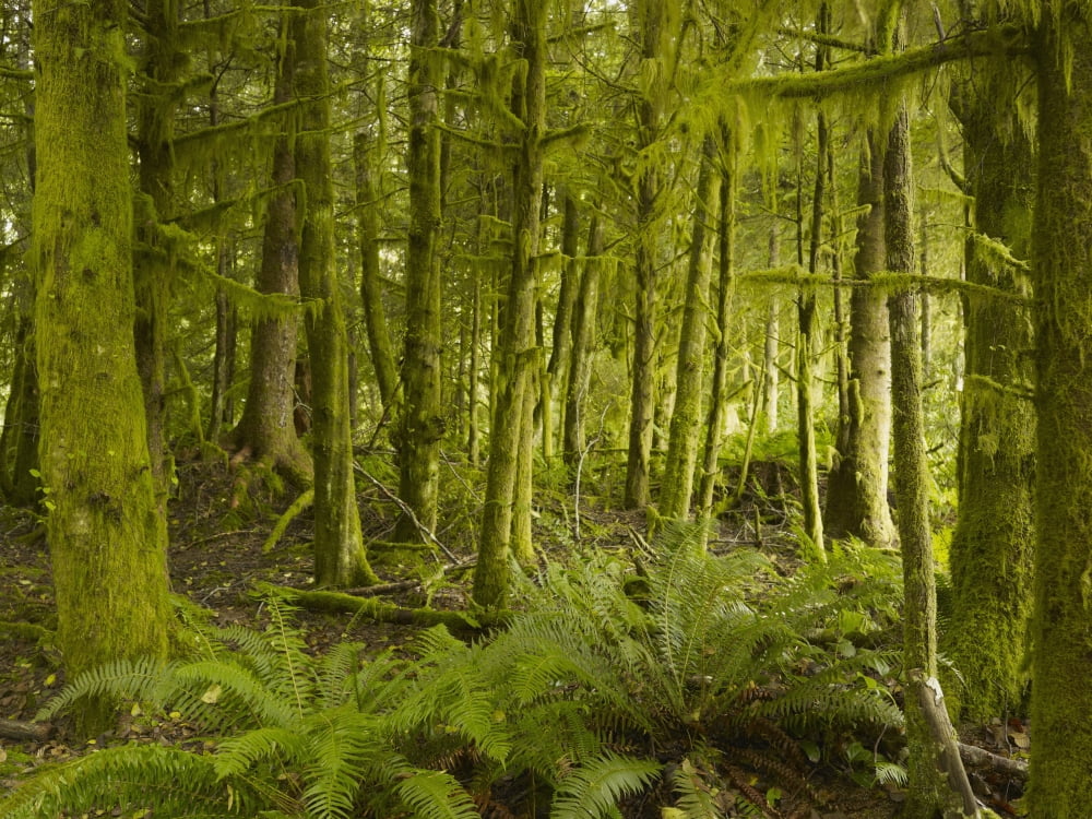 A Lush Forest Tofino British Columbia Canada Canvas Art - Ian Grant Design Pics (34 x 26)
