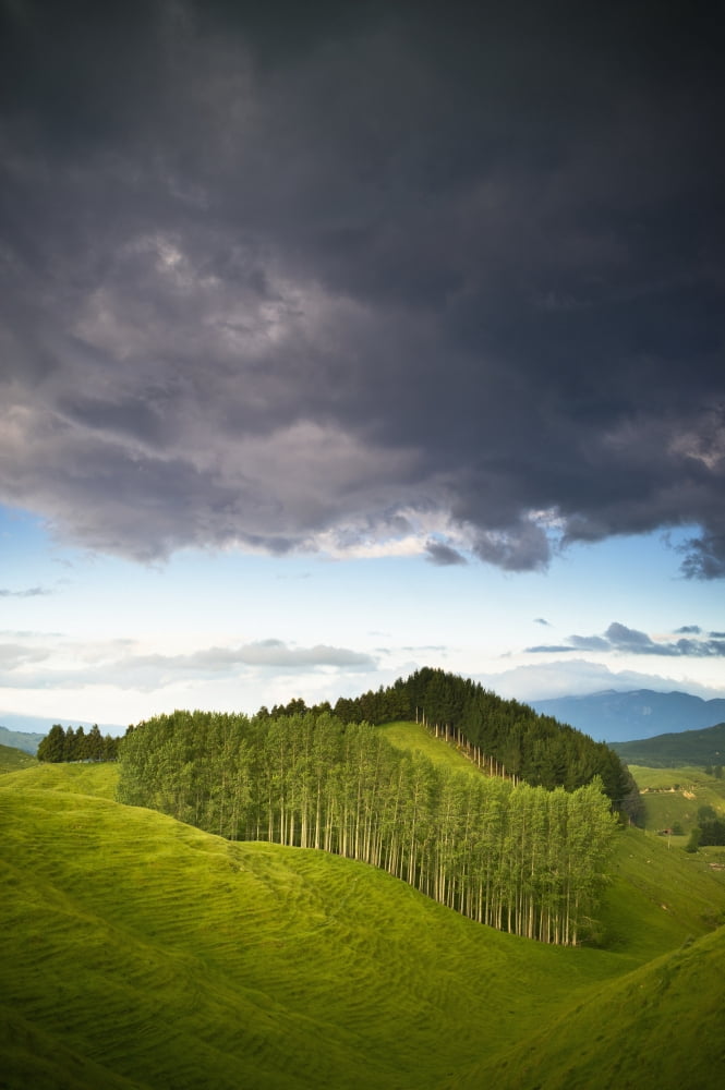A Lush Green Landscape With Grassy Hills And Trees New Zealand Canvas Art - David DuChemin Design Pics (12 x 19)
