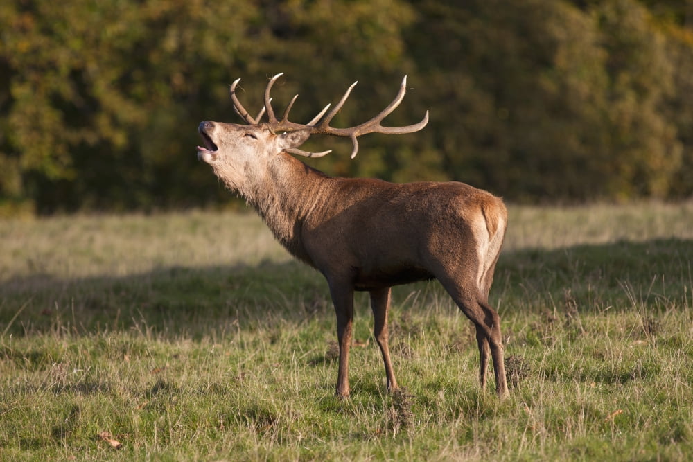 A Male Deer (Cervidae) Calling North Yorkshire England Canvas Art - John Short Design Pics (19 x 12)