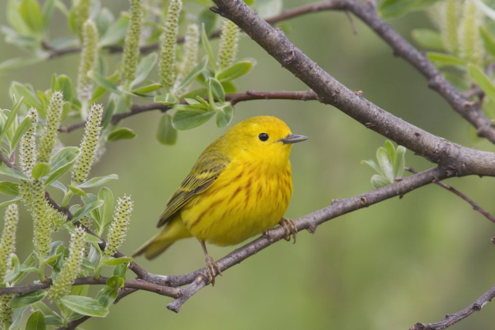 A Male Yellow Warbler Perched In A Willow Copper River Delta Near Cordova Southcentral Alaska Spring Canvas Art - Milo Burcham Design Pics (38 x 24)