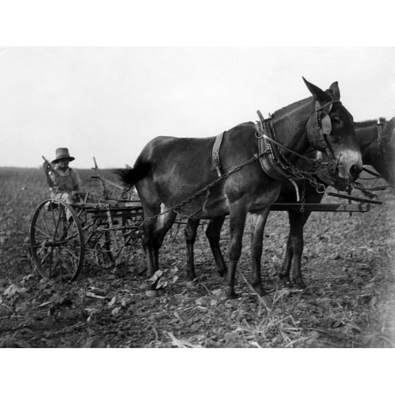 A Man Plows Cotton In Texas. Courtesy Of Csu ArchivesEverett Collection History (24 x 18)