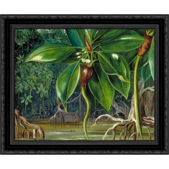 A Mangrove Swamp in Sarawak, Borneo 24x20 Black Ornate Wood Framed Canvas Art by North, Marianne