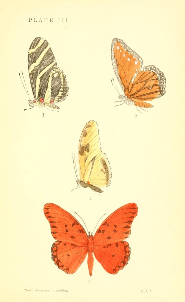 A Manual of North American Butterflies 1891 Agraulis Vanillii et al Canvas Art - Unknown (24 x 36)