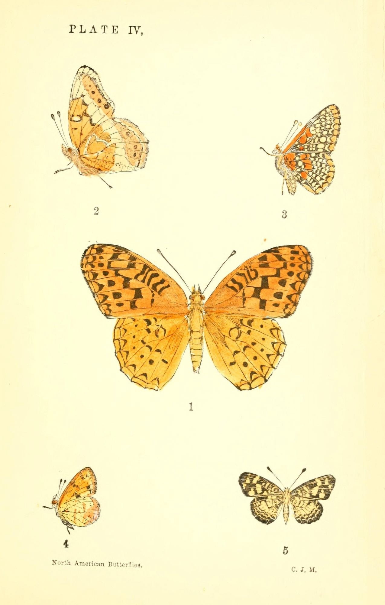 A Manual of North American Butterflies 1891 Argynnis Aphrodite et al Canvas Art - Unknown (18 x 24)