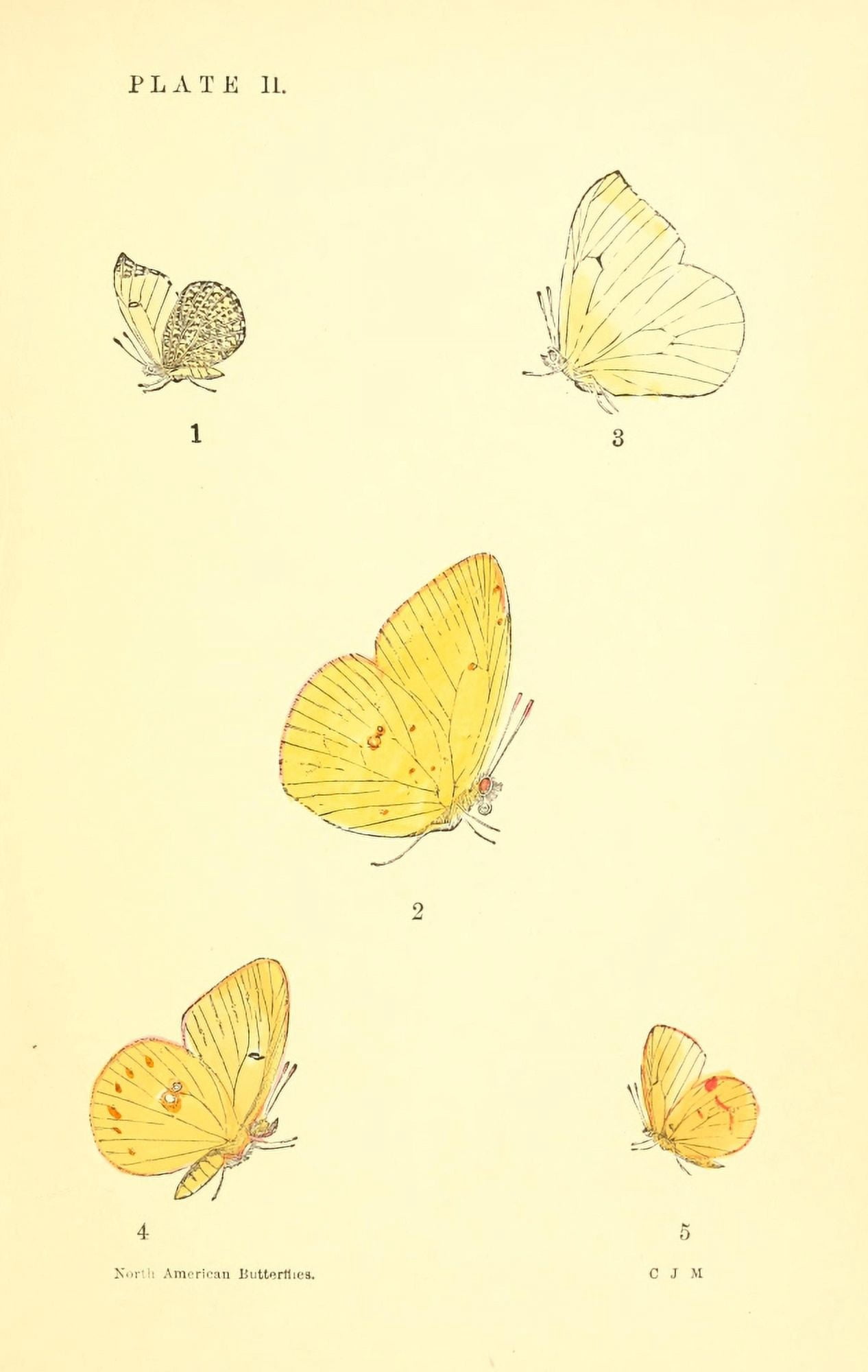A Manual of North American Butterflies 1891 Callidryas Eubule et al Canvas Art - Unknown (24 x 36)