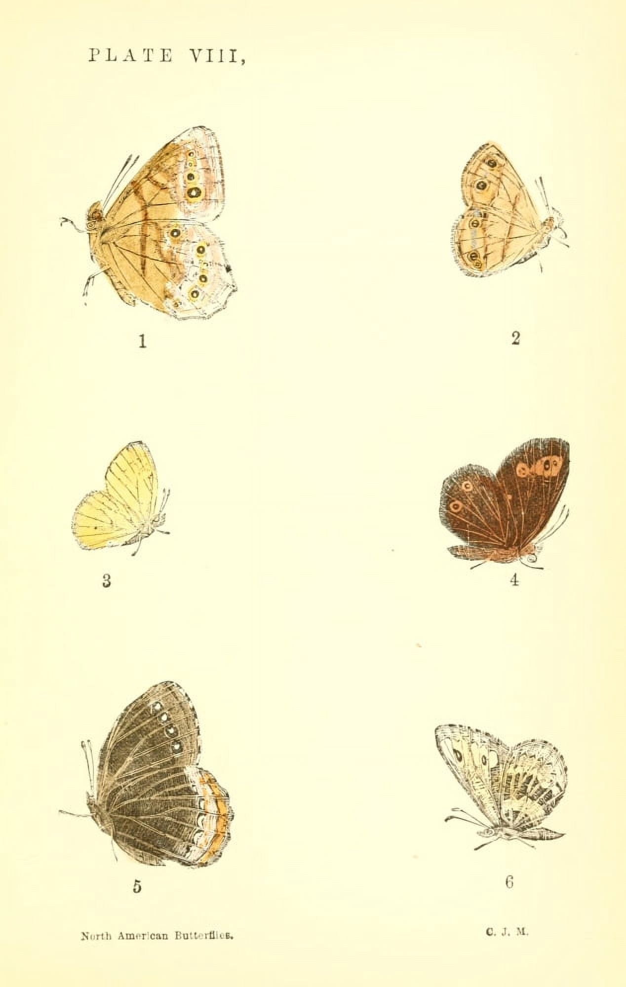 A Manual of North American Butterflies 1891 Debis Portlandia et al Canvas Art - Unknown (24 x 36)