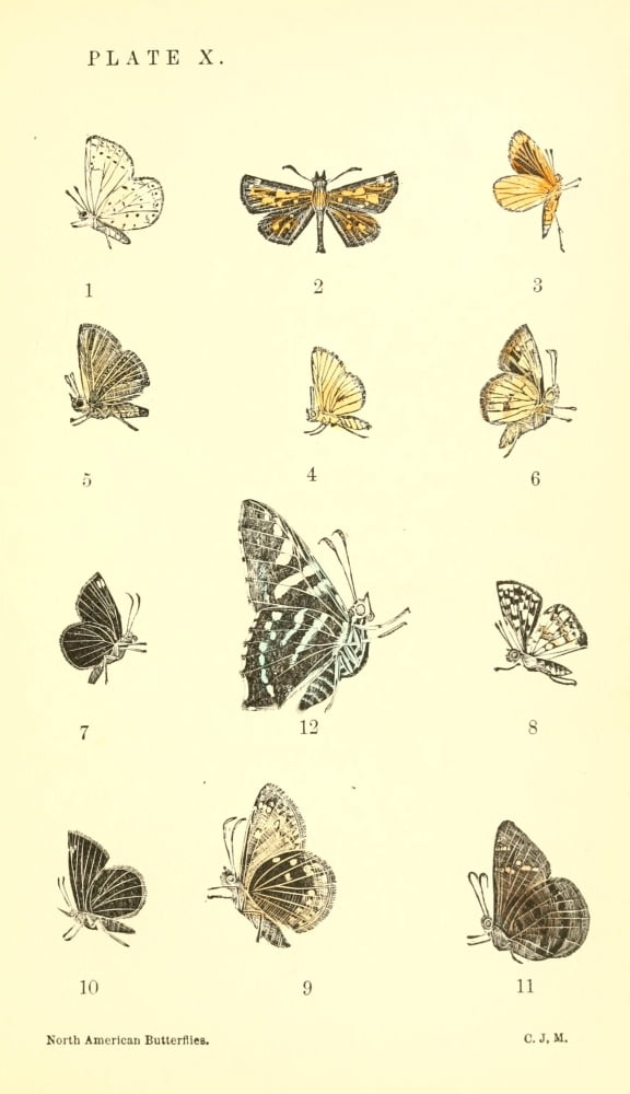 A Manual of North American Butterflies 1891 Erycides Urania Canvas Art - Unknown (18 x 24)