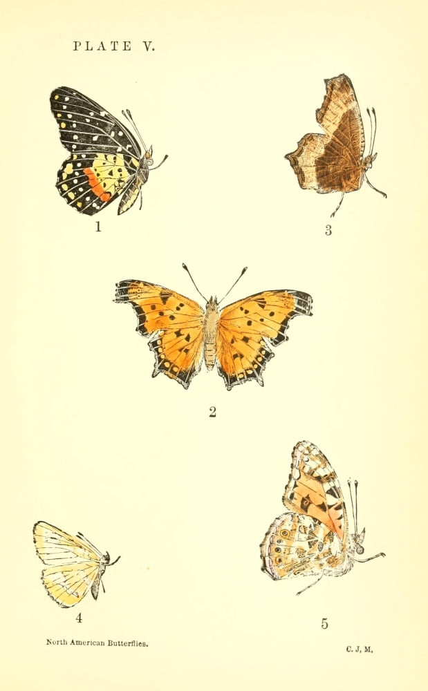 A Manual of North American Butterflies 1891 Grapta Comma et al Canvas Art - Unknown (24 x 36)