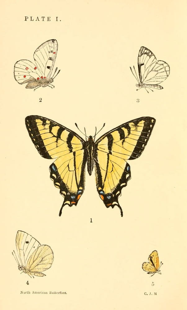 A Manual of North American Butterflies 1891 Papilio Turnus et al Canvas Art - Unknown (18 x 24)