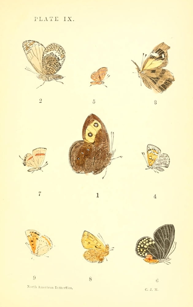 A Manual of North American Butterflies 1891 Satyrus Alope et al Canvas Art - Unknown (18 x 24)