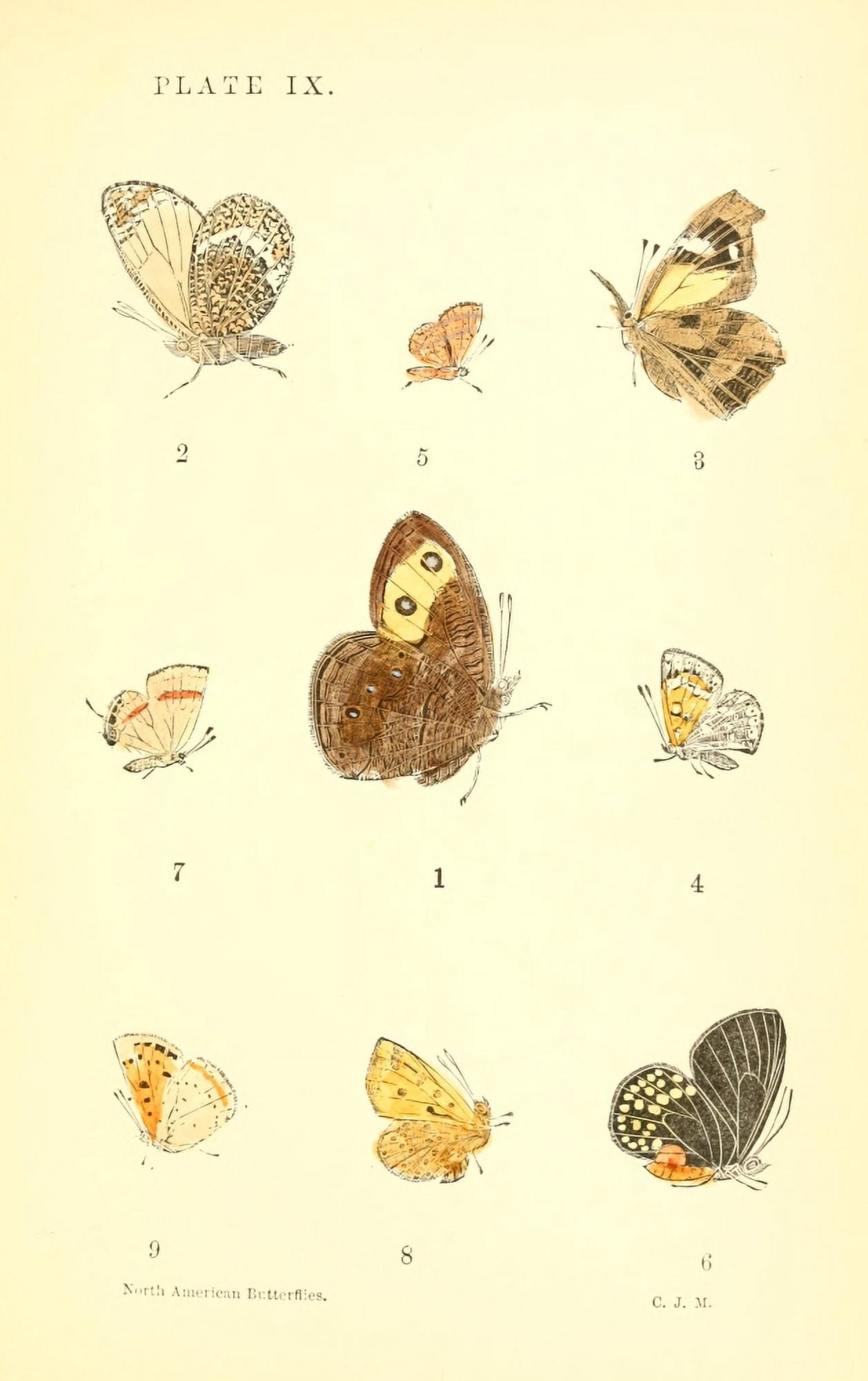 A Manual of North American Butterflies 1891 Satyrus Alope et al Canvas Art - Unknown (24 x 36)