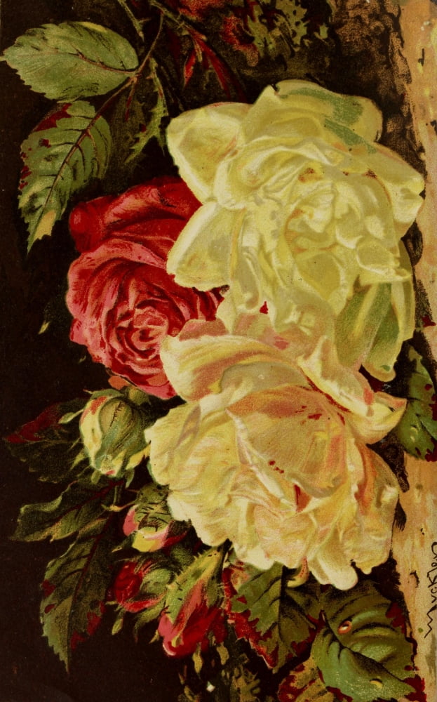 A Manual on Flower Painting 1888 Roses 3 Canvas Art - William J Muckley (18 x 24)