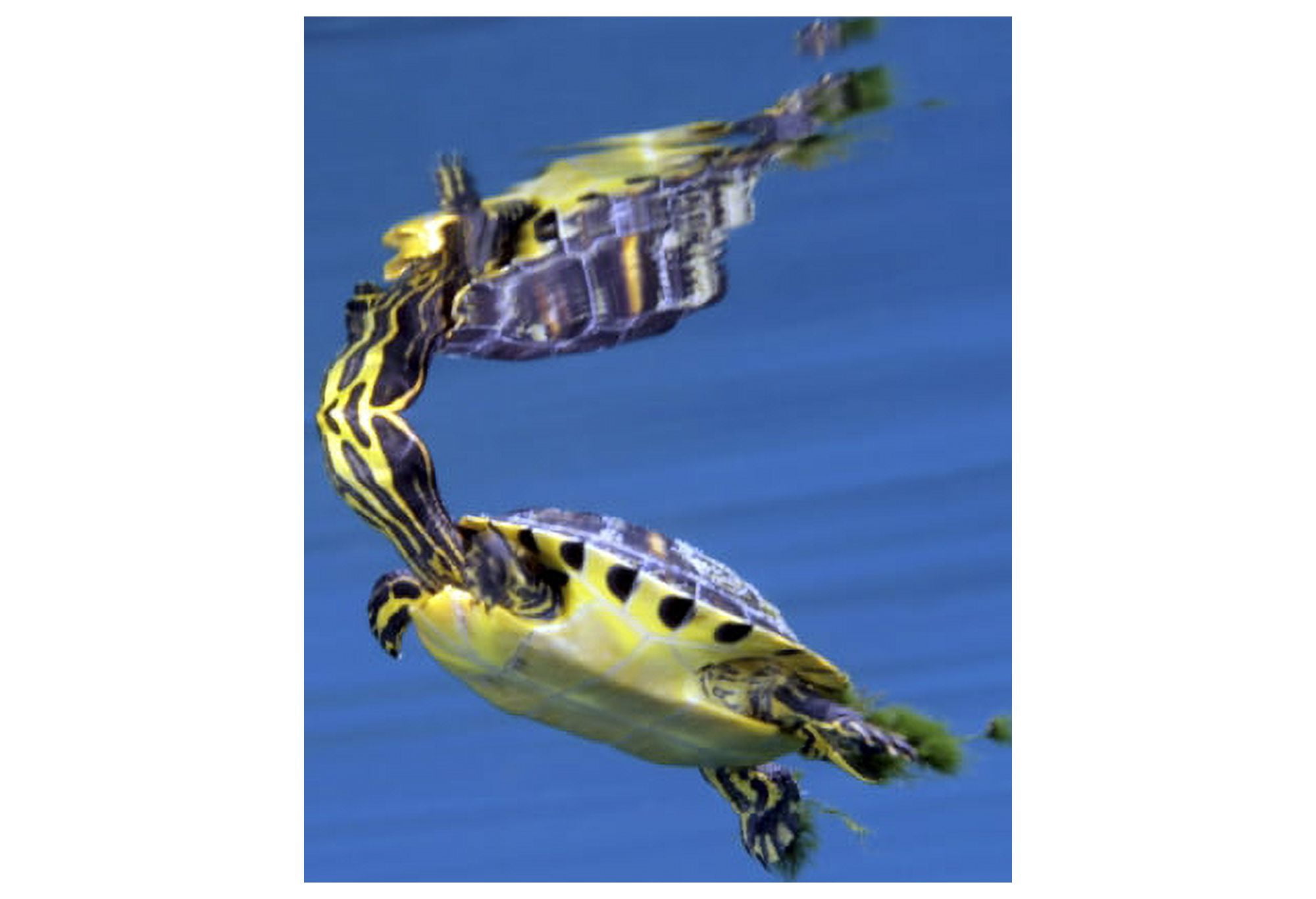 A Map Turtle surfaces for air Canvas Art - Michael WoodStocktrek Images (17 x 12)