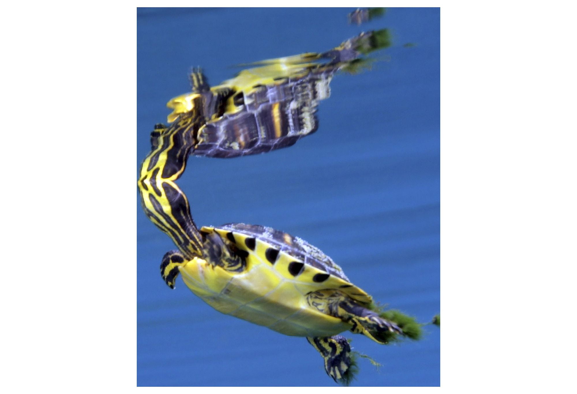 A Map Turtle surfaces for air Canvas Art - Michael WoodStocktrek Images (34 x 24)