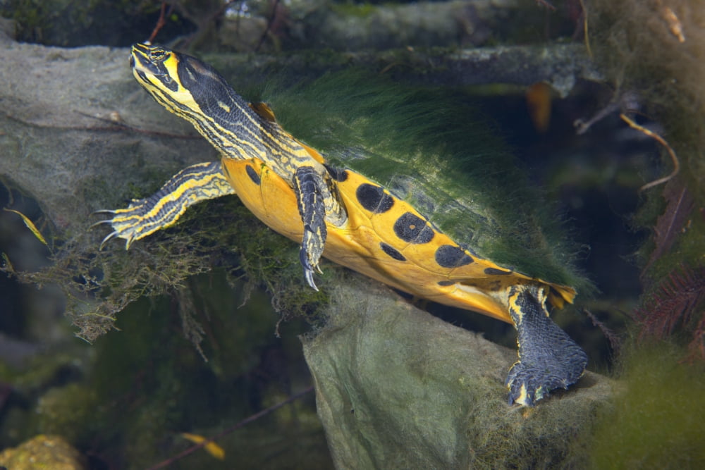 A Map Turtle with moss growing on its shell Canvas Art - Michael WoodStocktrek Images (35 x 24)