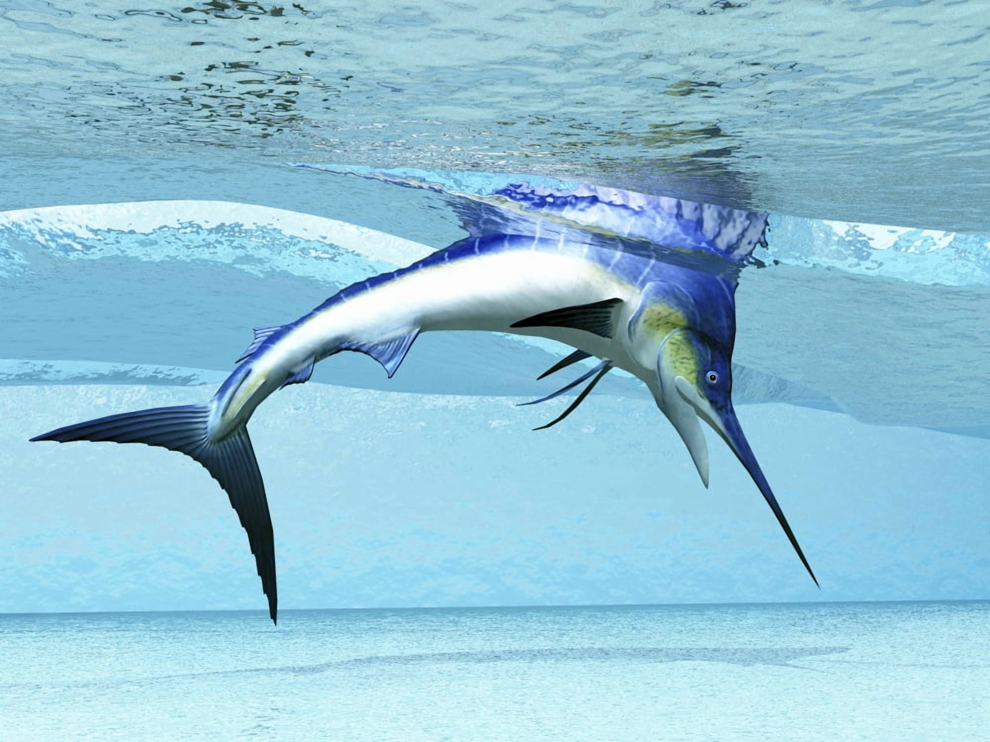 A Marlin dives in shallow waves looking for fish to eat Canvas Art - Corey FordStocktrek Images (33 x 25)