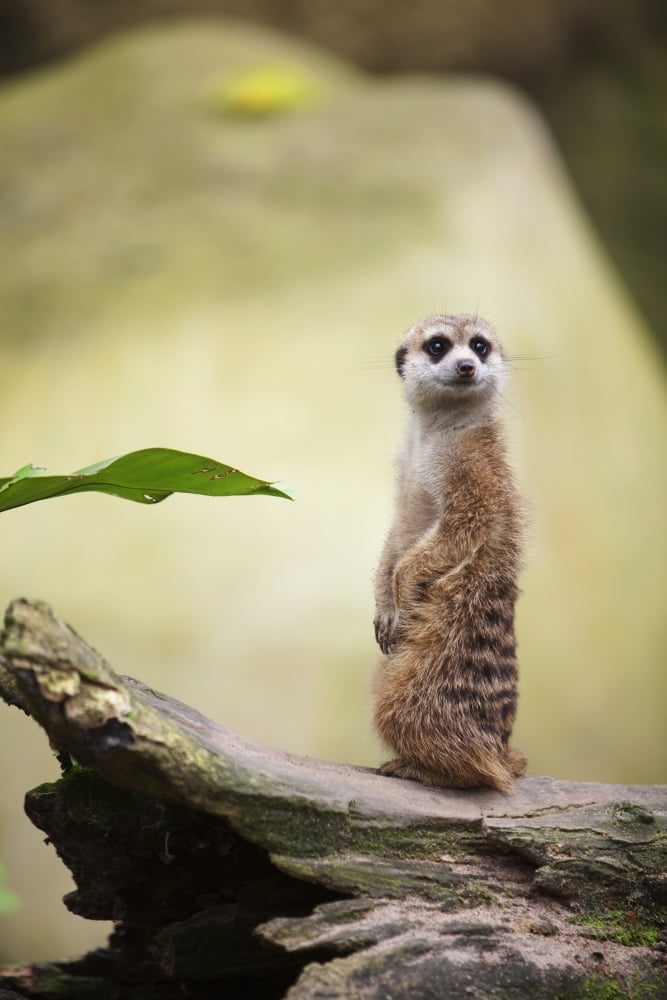 A Meerkat (Suricata Suricatta) At The Singapore Zoo Singapore Canvas Art - Deddeda Design Pics (24 x 38)