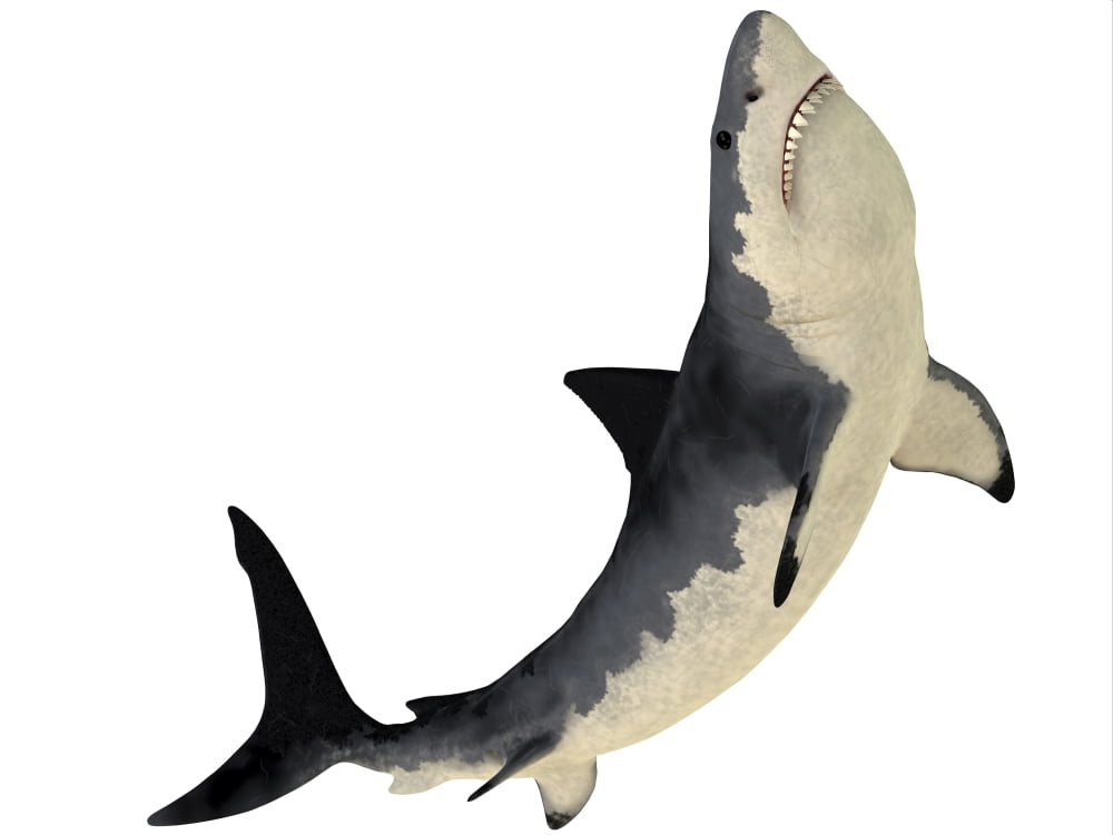 A Megalodon shark from the Cenozoic Era Canvas Art - Corey FordStocktrek Images (17 x 13)