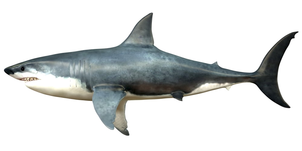 A Megalodon shark from the Cenozoic Era Canvas Art - Corey FordStocktrek Images (20 x 10)