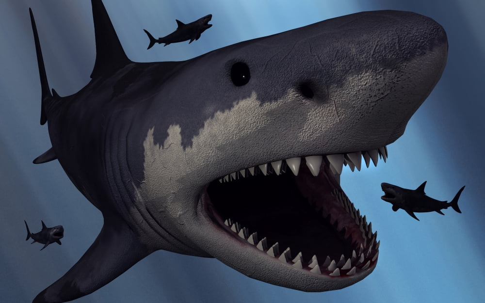 A Megalodon shark from the Cenozoic Era Canvas Art - Mark StevensonStocktrek Images (36 x 23)