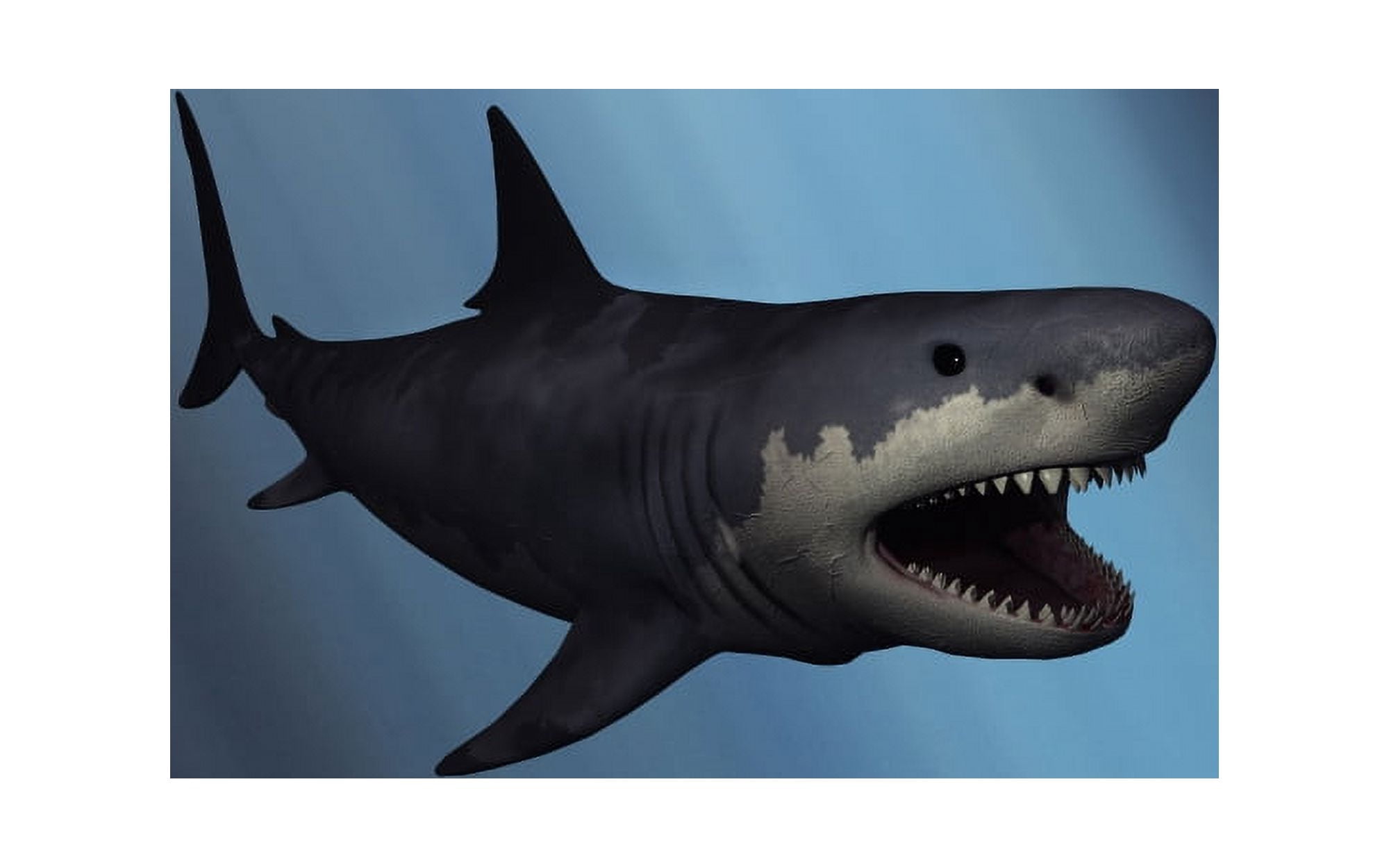 A Megalodon shark from the Cenozoic Era Canvas Art - Mark StevensonStocktrek Images (36 x 23)