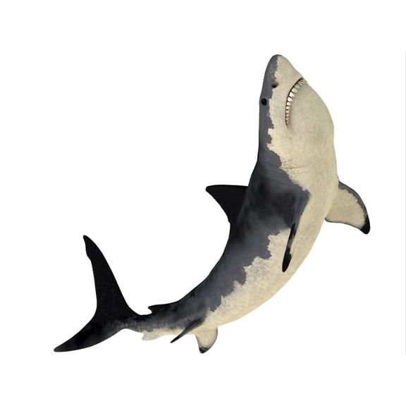 A Megalodon shark from the Cenozoic Era Poster Print