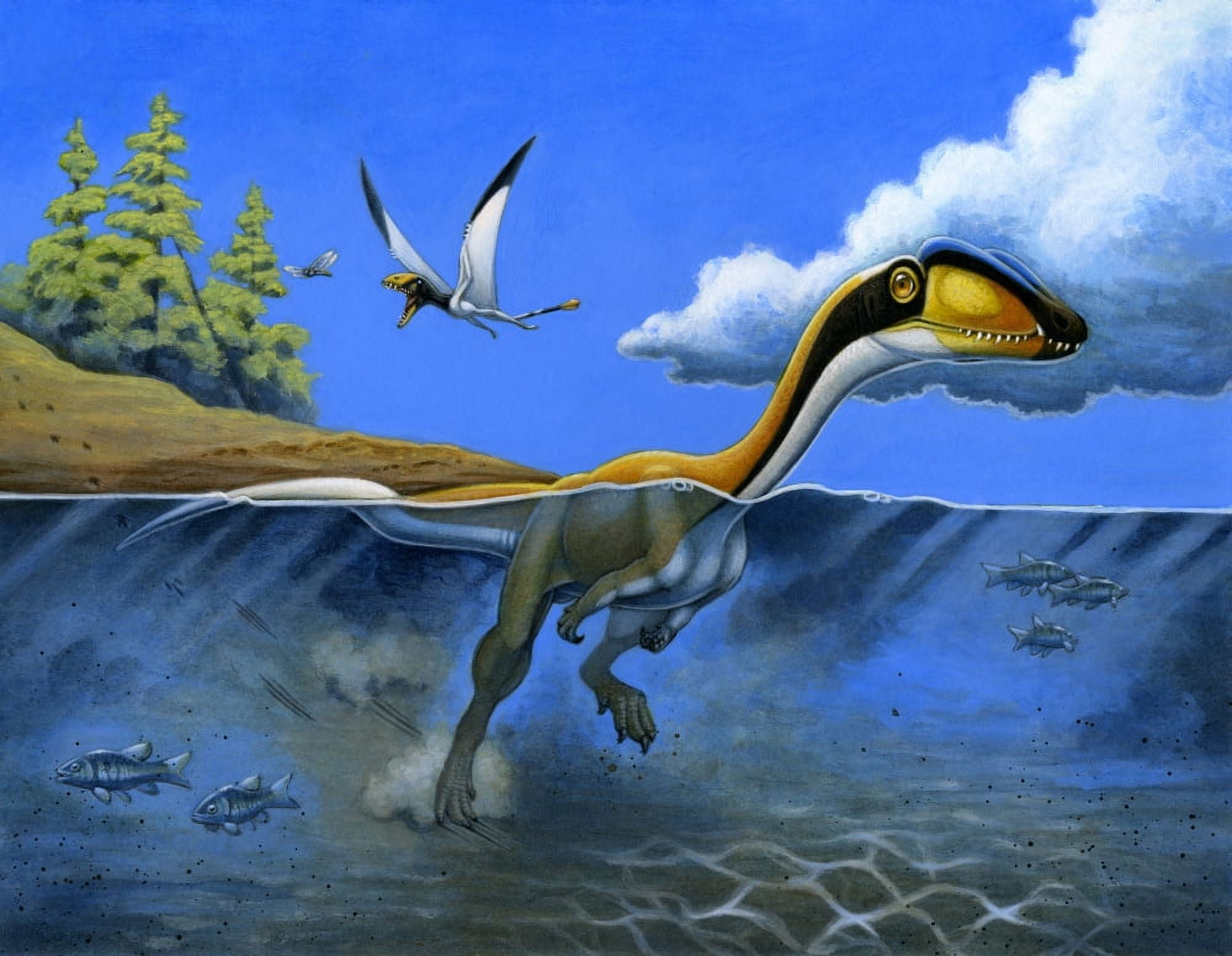 A Megapnosaurus dinosaur goes for a swim in a prehistoric lake Canvas Art - H Kyoht LutermanStocktrek Images (16 x 13)