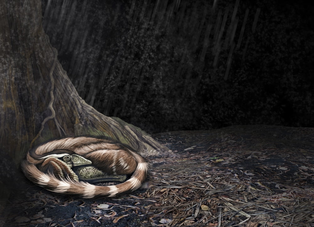 A Mei long curls up beside the roots of a tree to shelter from the rain Canvas Art - Roman Garcia MoraStocktrek Images (34 x 24)