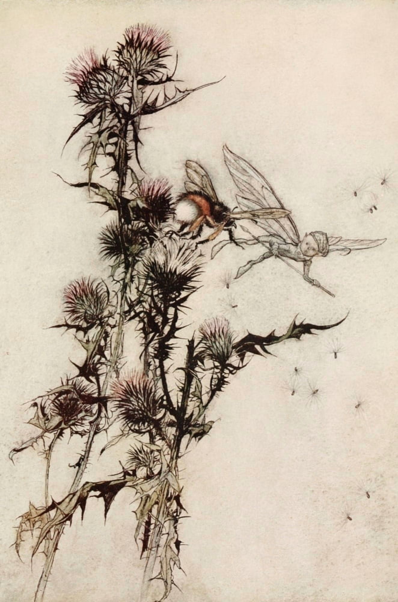 A Midsummer Nights Dream 1908 Kill me a red-hipped humble-bee Canvas Art - Arthur Rackham (18 x 24)