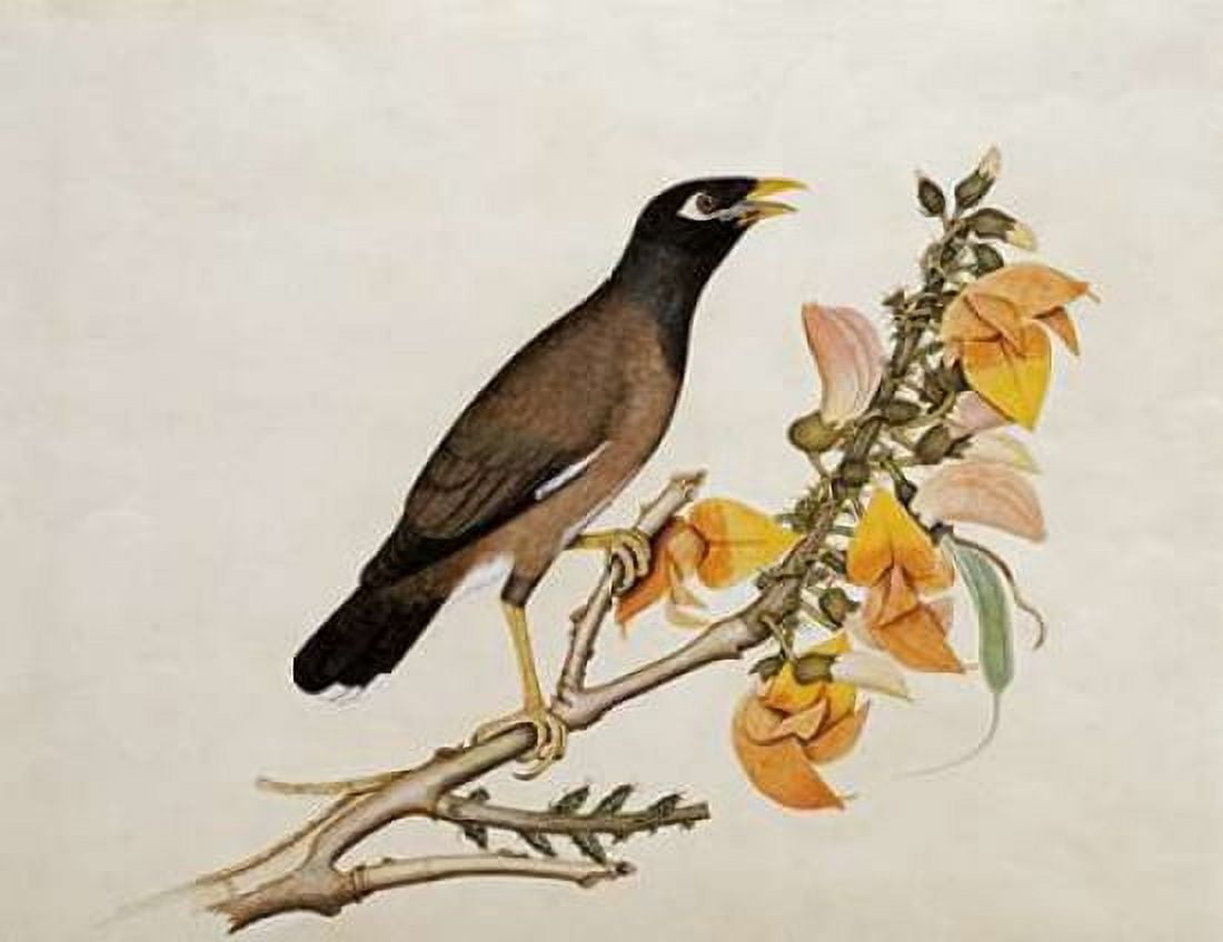 A Minah Bird Perched on a Flowering Branch Canvas Art - Calcutta School (24 x 30)