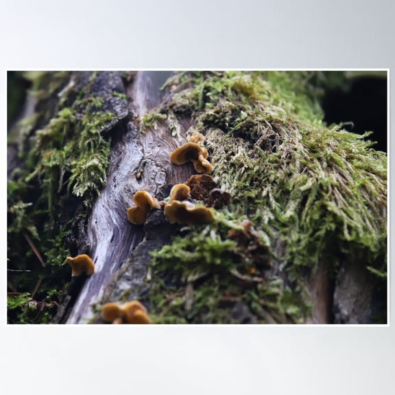 A Miniature Forest Poster Wall Art, Modern Wall Decor, 8x12 UNFRAMED