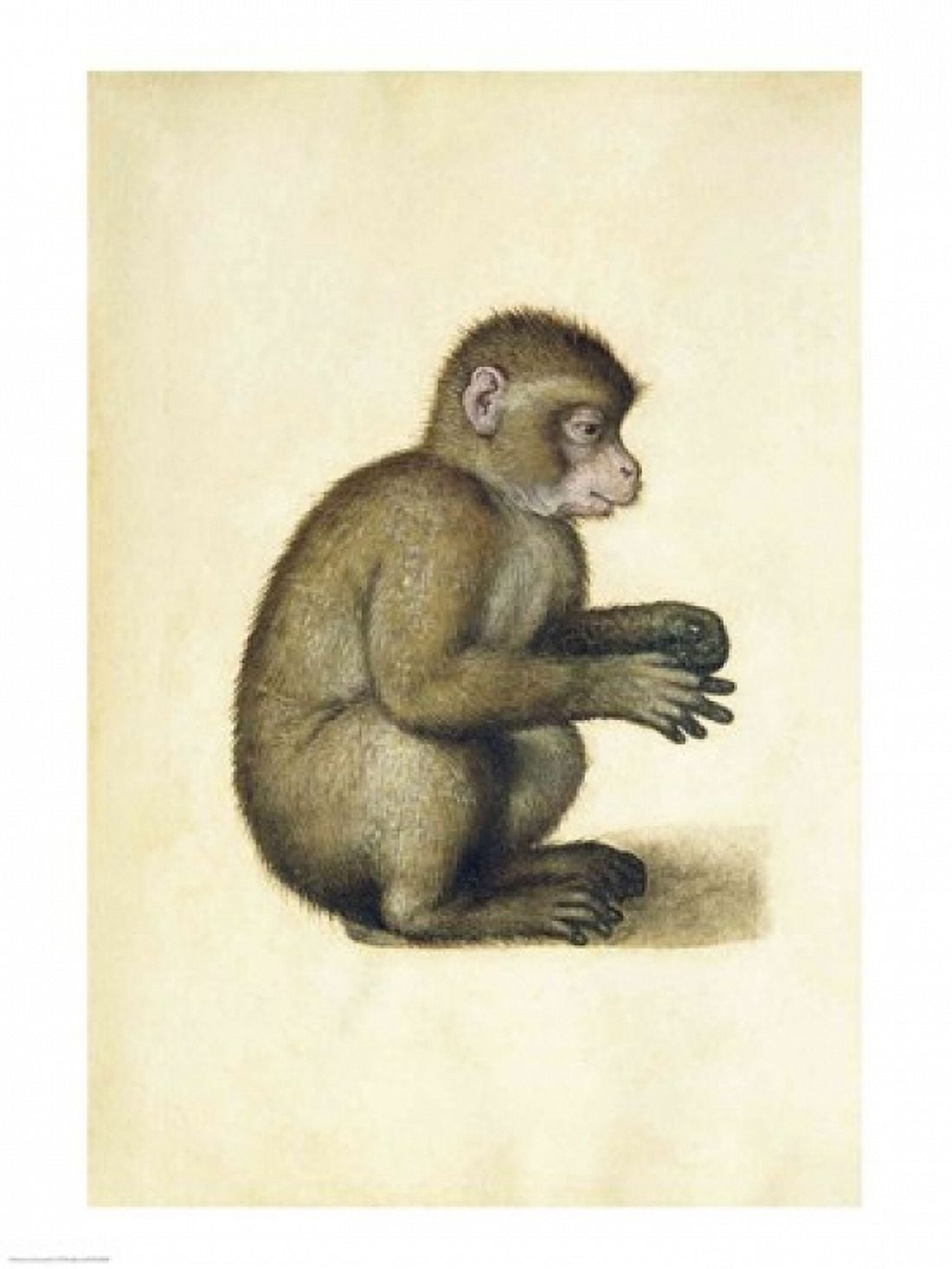 A Monkey Canvas Art - Albrecht Durer (24 x 36)
