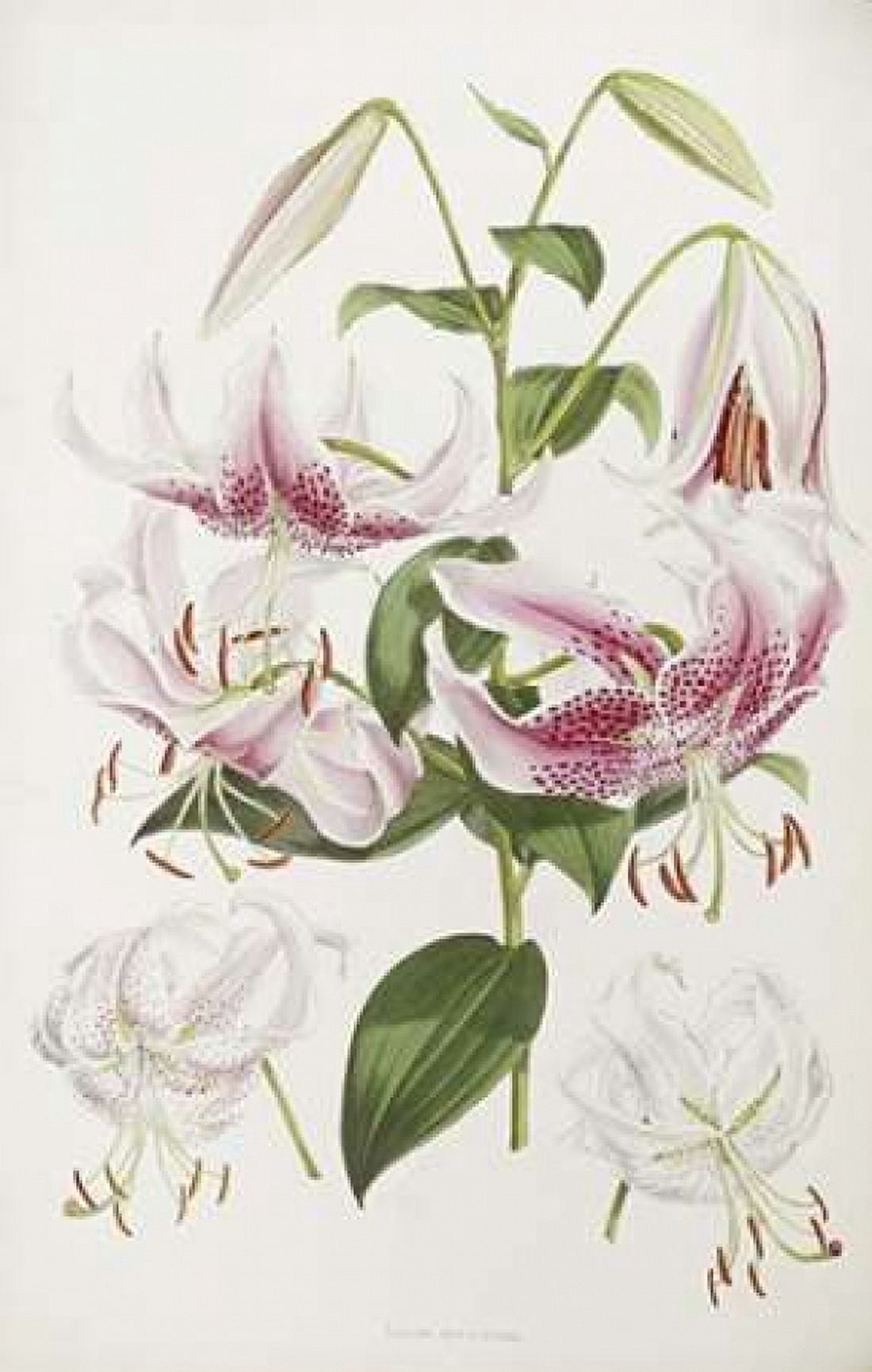 A Monograph of The Genus Lilium Canvas Art - Henry John Elwes (24 x 36)