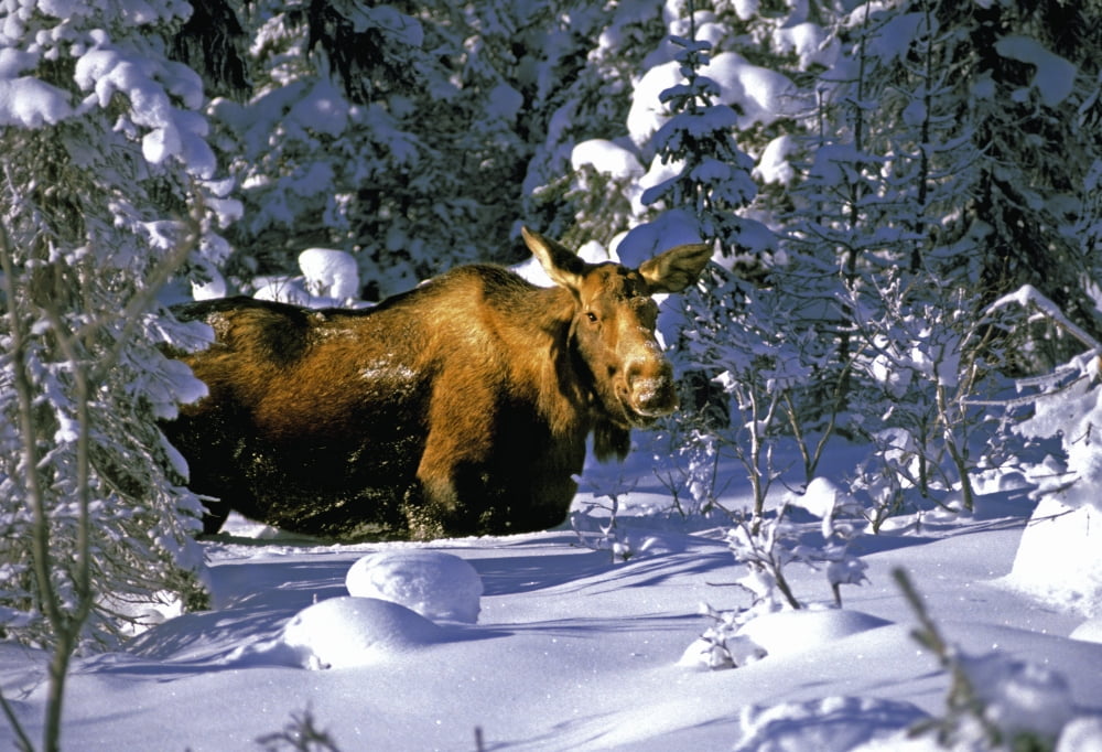 A Moose Belly Deep In Snow On The Kenai Peninsula In Southcentral Alaska Canvas Art - Bill Scott Design Pics (17 x 11)