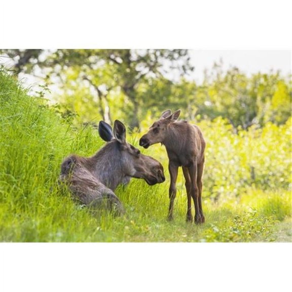 A Moose Cow & Calf in Kincaid Park Anchorage Southcentral Alaska Summer Poster Print by Michael Jones - 19 x 12