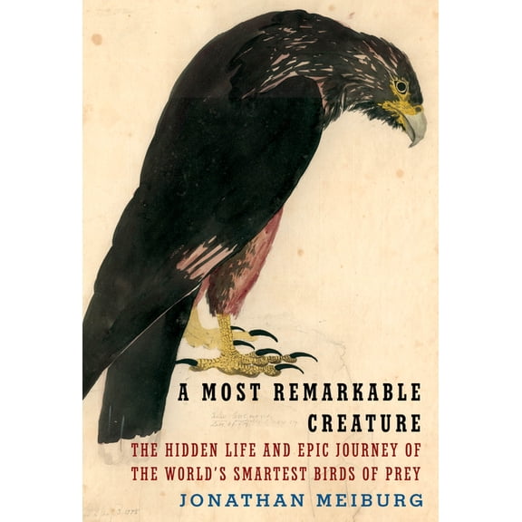 Pre-Owned A Most Remarkable Creature : The Hidden Life and Epic Journey of the World's Smartest Birds of Prey (Hardcover)