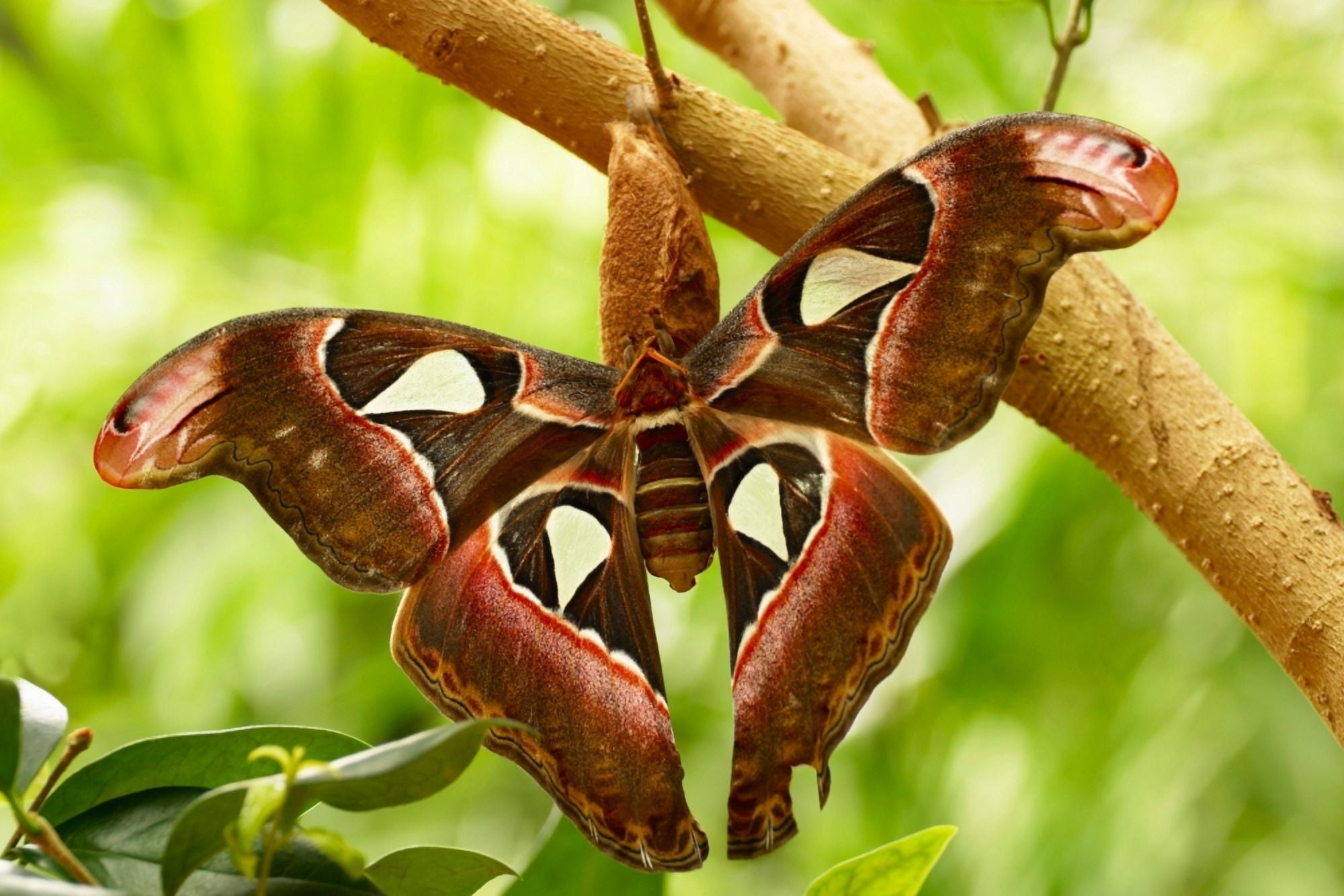 A Moth Canvas Art - Raven Regan Design Pics (34 x 22)