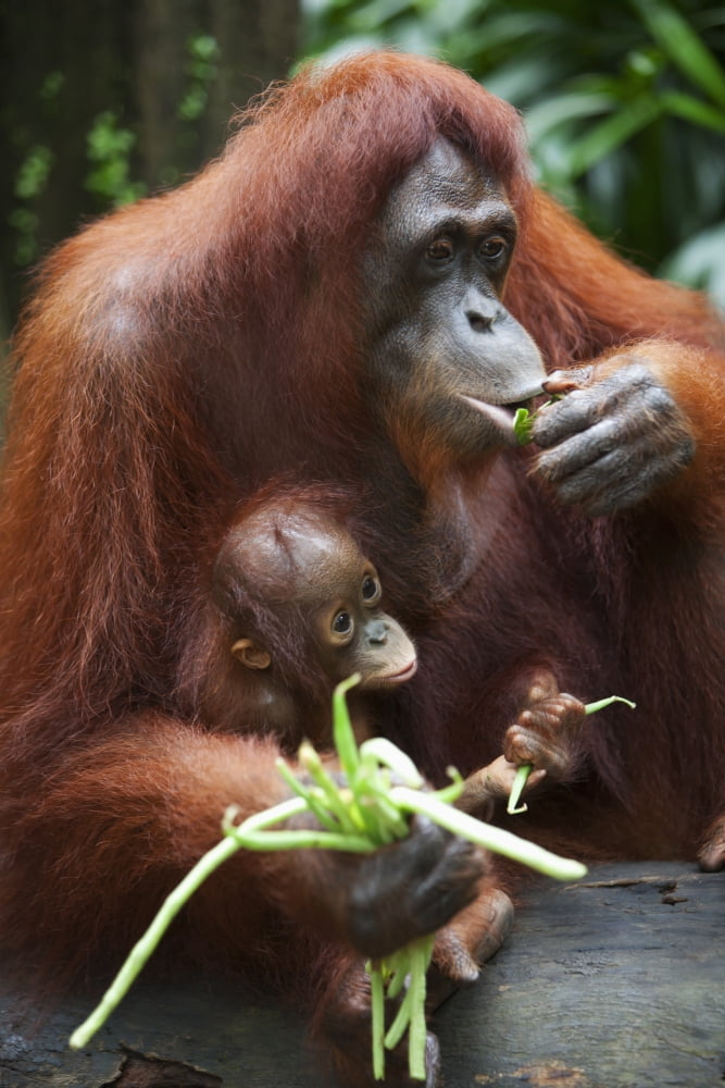 A Mother Orangutan Eats Vegetables With Her Baby At The Singapore Zoo Singapore Canvas Art - Deddeda Design Pics (12 x 19)