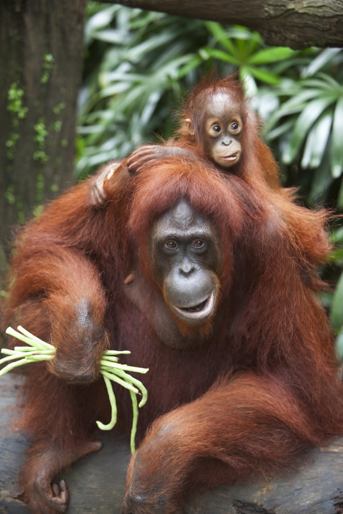 A Mother Orangutan Eats Vegetables With Her Baby At The Singapore Zoo Singapore Canvas Art - Deddeda Design Pics (24 x 38)