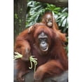 thumbnail image 1 of A Mother Orangutan Eats Vegetables With Her Baby At The Singapore Zoo; Singapore Poster Print, 1 of 3