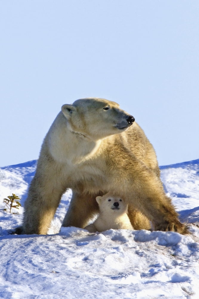 A Mother Polar Bear (Ursus Maritimus) With Her Cub In Wapusk National Park Churchill Manitoba Canada Canvas Art - Richard Wear Design Pics (22 x 34)