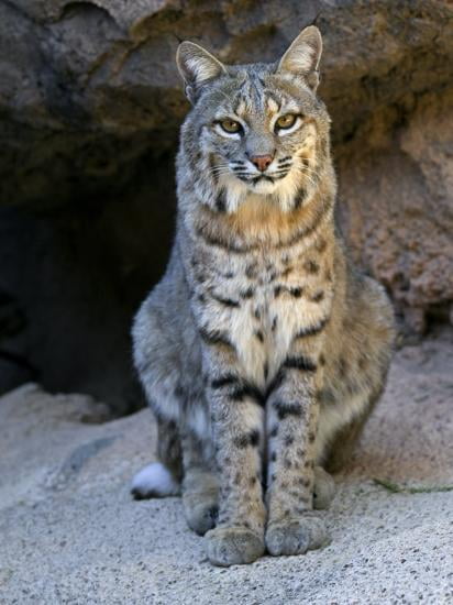 A NEW American Bobcat Portrait, Sitting In Front Of Cave. Arizona, USA ...