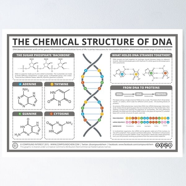 A NEW The Chemical Structure of DNA Poster - Walmart.com